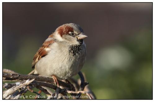 Carte postale d'un oiseau : Moineau domestique.