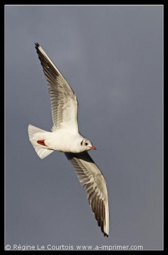 Carte postale d'un oiseau : Mouette rieuse.