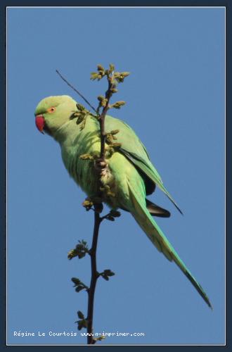 Carte postale d'un oiseau : Perruche  collier.