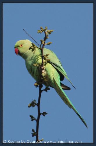 Carte postale d'un oiseau : Perruche à collier.