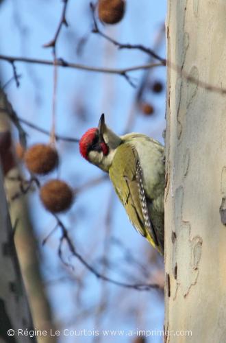 Carte postale d'un oiseau : Pic Vert.