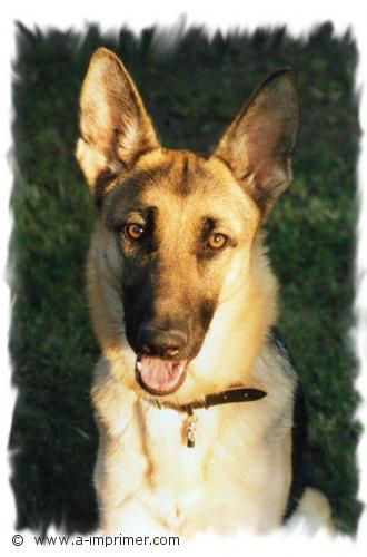 Berger Allemand Carte postale d'un chien berger Allemand.