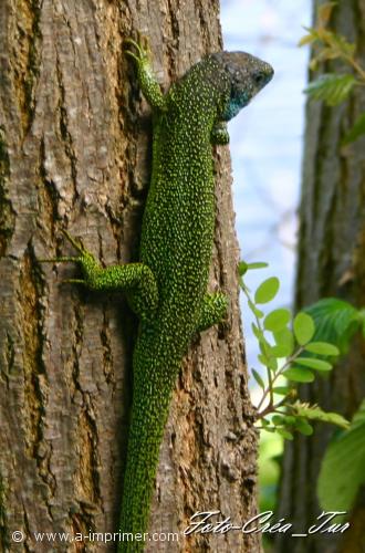 Carte postale d'un lzard vert sur un arbre.