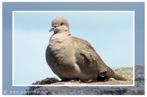 Carte postale d'un oiseau : Tourterelle.