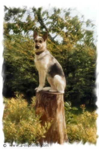 Lassie le Berger Allemand Carte postale d'un chien berger Allemand assis sur un tronc d'arbre.