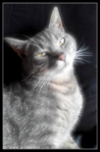 Gribouille Photo d'un chat gris.