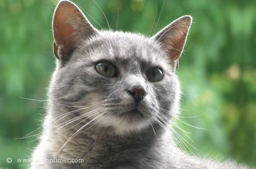 Chat gris
