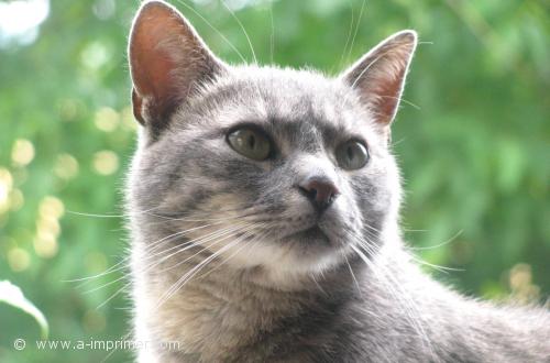 Chat gris