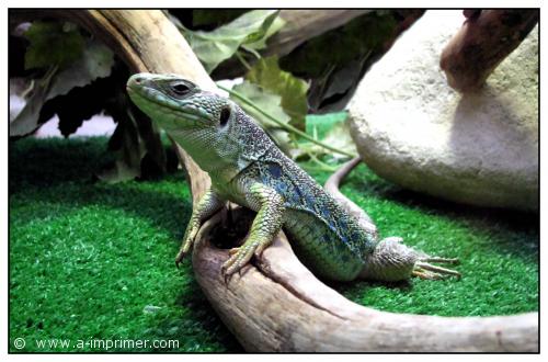 Iguane Iguane sur une branche