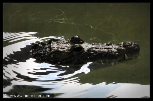 Crocodile Crocodile