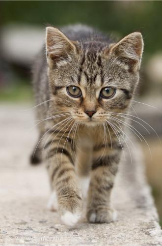 Photo d'un mignon petit chaton tigr