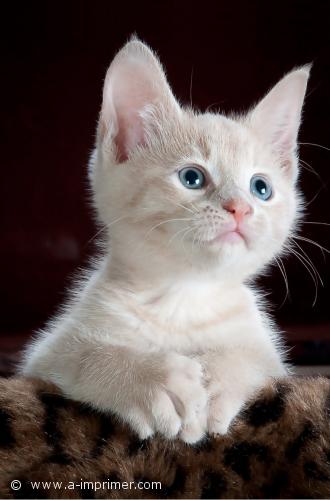 Chaton blanc Photo d'un mignon petit chaton blanc