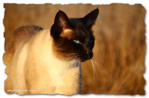 Photo d'un mignon chat persan
