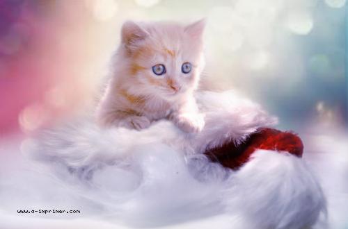 Un joli petit chaton aux yeux bleus