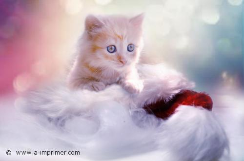 Chaton aux yeux bleus Un joli petit chaton aux yeux bleus