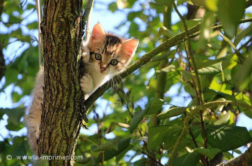 Un joli petit chaton dans un arbre