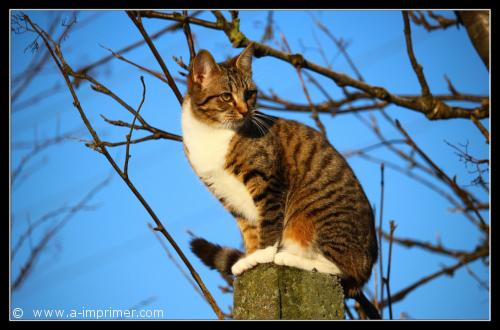 Le chat Un chat assis sur une souche d'arbre