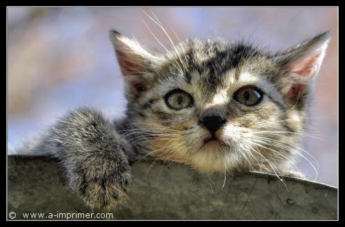 Chaton Un joli petit chaton tigré