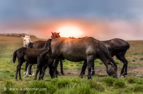 Troupeau Un troupeau de chevaux