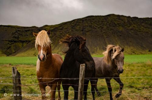 Des chevaux