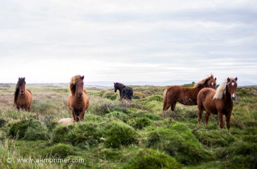 Un troupeau de chevaux