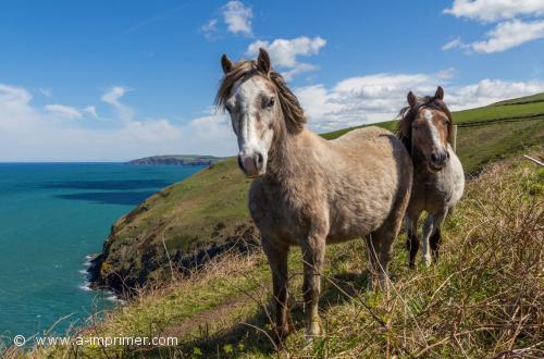 2 chevaux sur la falaise