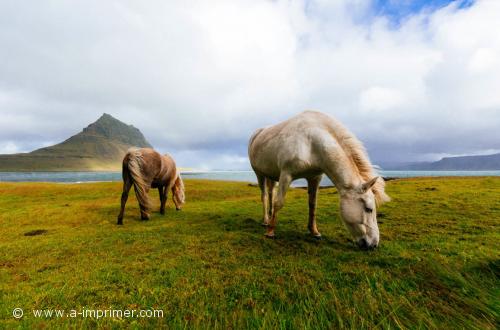 Des chevaux