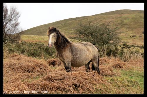 Un cheval dans la paille