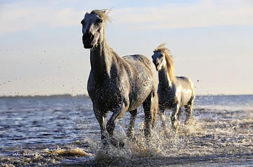 Des chevaux dans l'eau