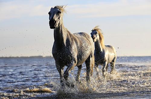 Des chevaux dans l'eau