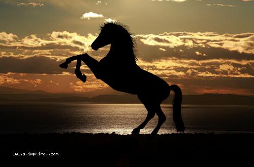 Un cheval devant un coucher de soleil