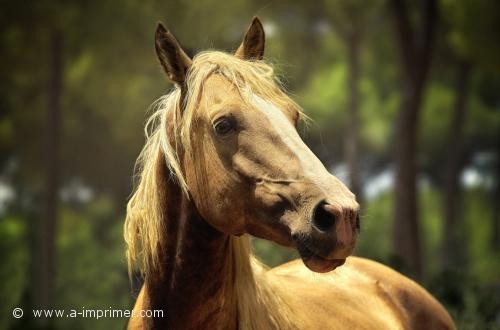 Une tte de cheval