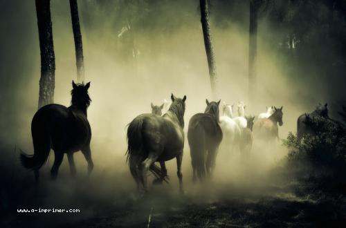 Des chevaux dans la brume