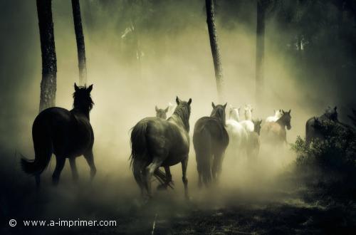 Des chevaux dans la brume