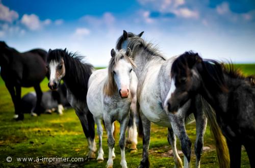 Un troupeau de chevaux