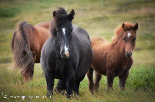 Un troupeau de chevaux