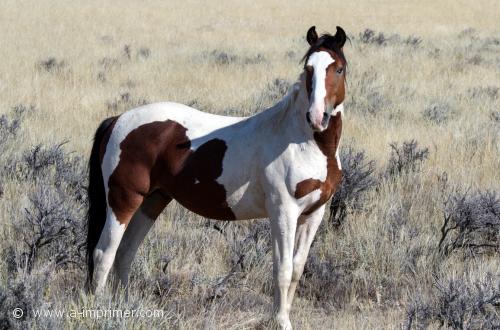 Un appaloosa