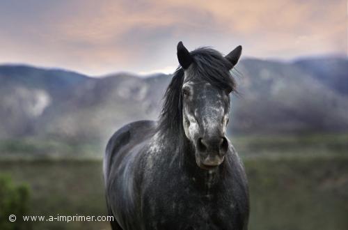 Cheval gris Un cheval gris