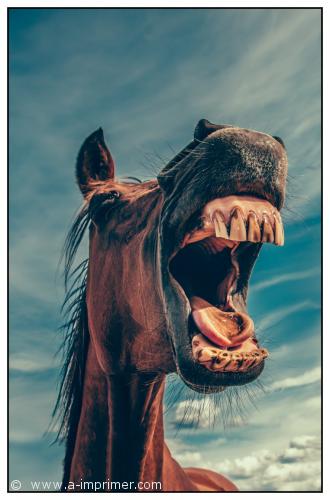 Sourire Un cheval qui rit