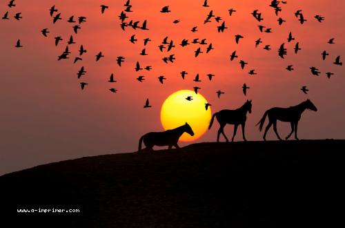 Un troupeau de chevaux devant un coucher de soleil