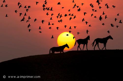 Coucher de soleil Un troupeau de chevaux devant un coucher de soleil