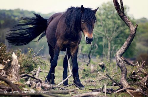 Un cheval