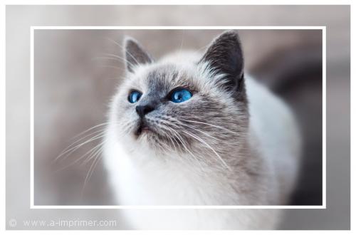 Chat aux yeux bleus Un magnifique chat blanc aux yeux bleus