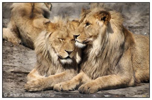 Les lions 2 lions dans la savane