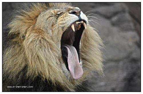 Magnifique photo d'un lion qui rugit