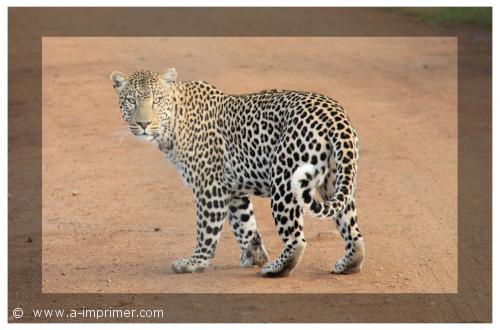 Jolie photo d'un lopard