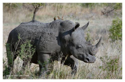 Photo d'un rhinocros dans la savane.