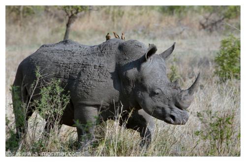 Photo d'un rhinocros dans la savane.