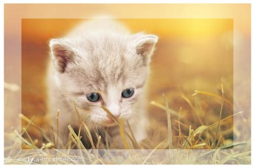 Chaton Un joli petit chaton