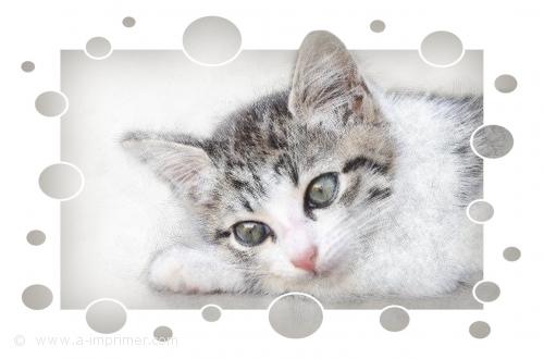 Chaton Un joli petit chaton